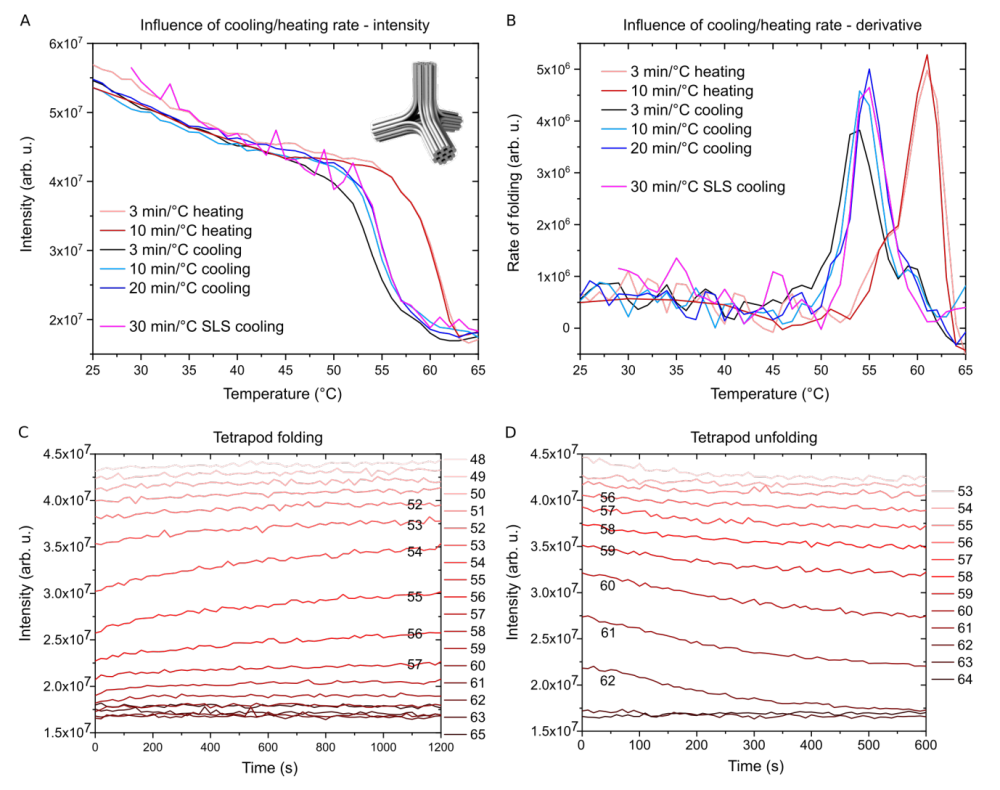 Figure 2. Folding of a DNA origami tetrapod