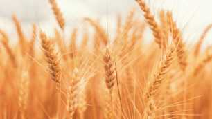 EU regulations on food contaminants – how to ensure compliance?