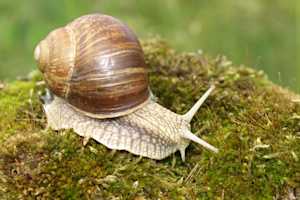 The potential of eDNA testing in environmental analysis