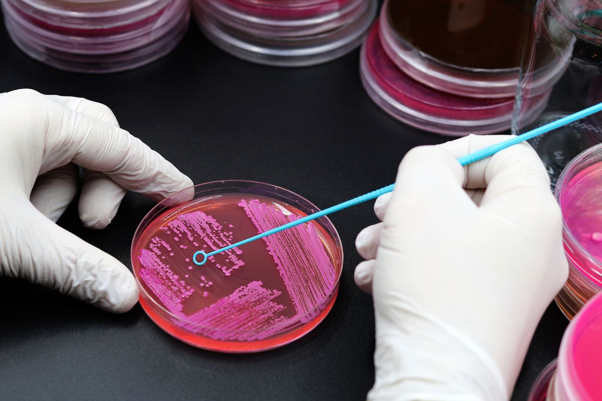 Mikrobiologinen testaus