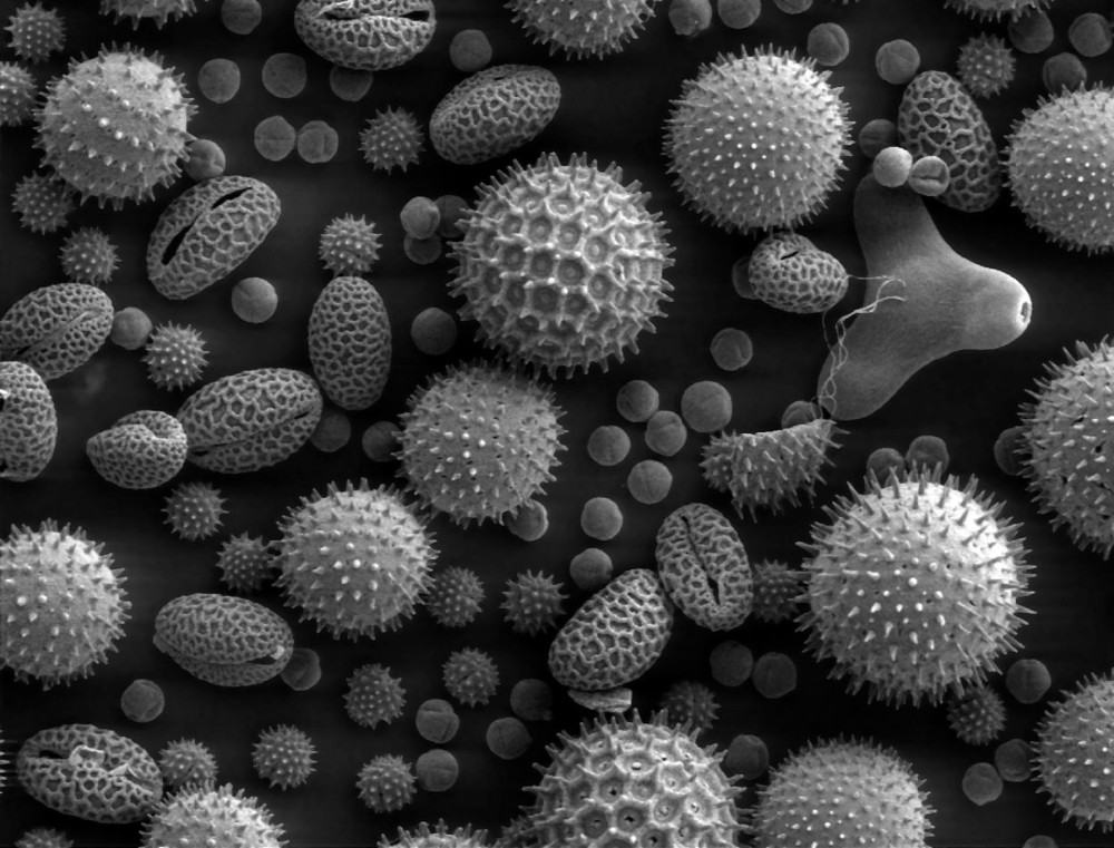 SEM image of pollen