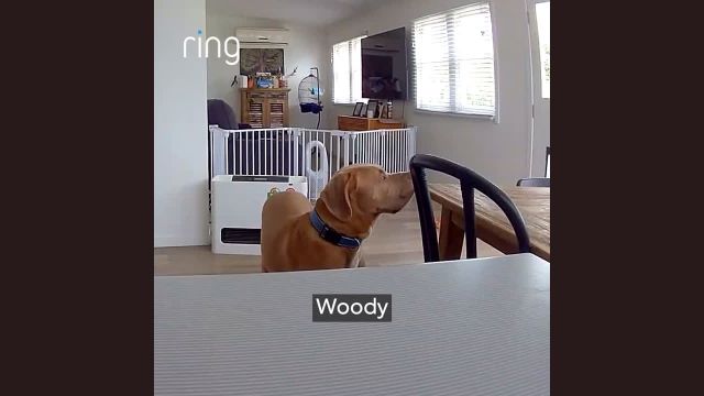 Owner uses two-way talk to chat to Woody the dog to stop him from biting the table
