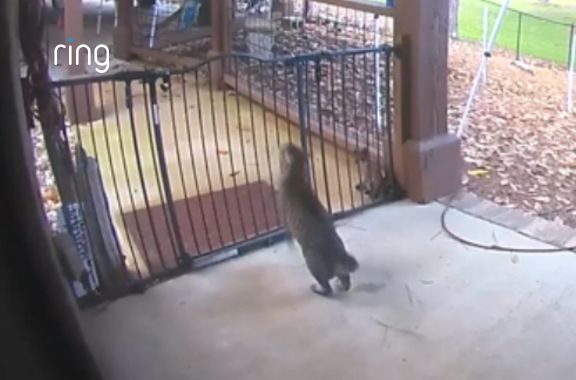 A cat jumps over the door swinging it open and all the pets escape home together