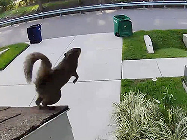 Squirrel jumping off rooftop ledge.