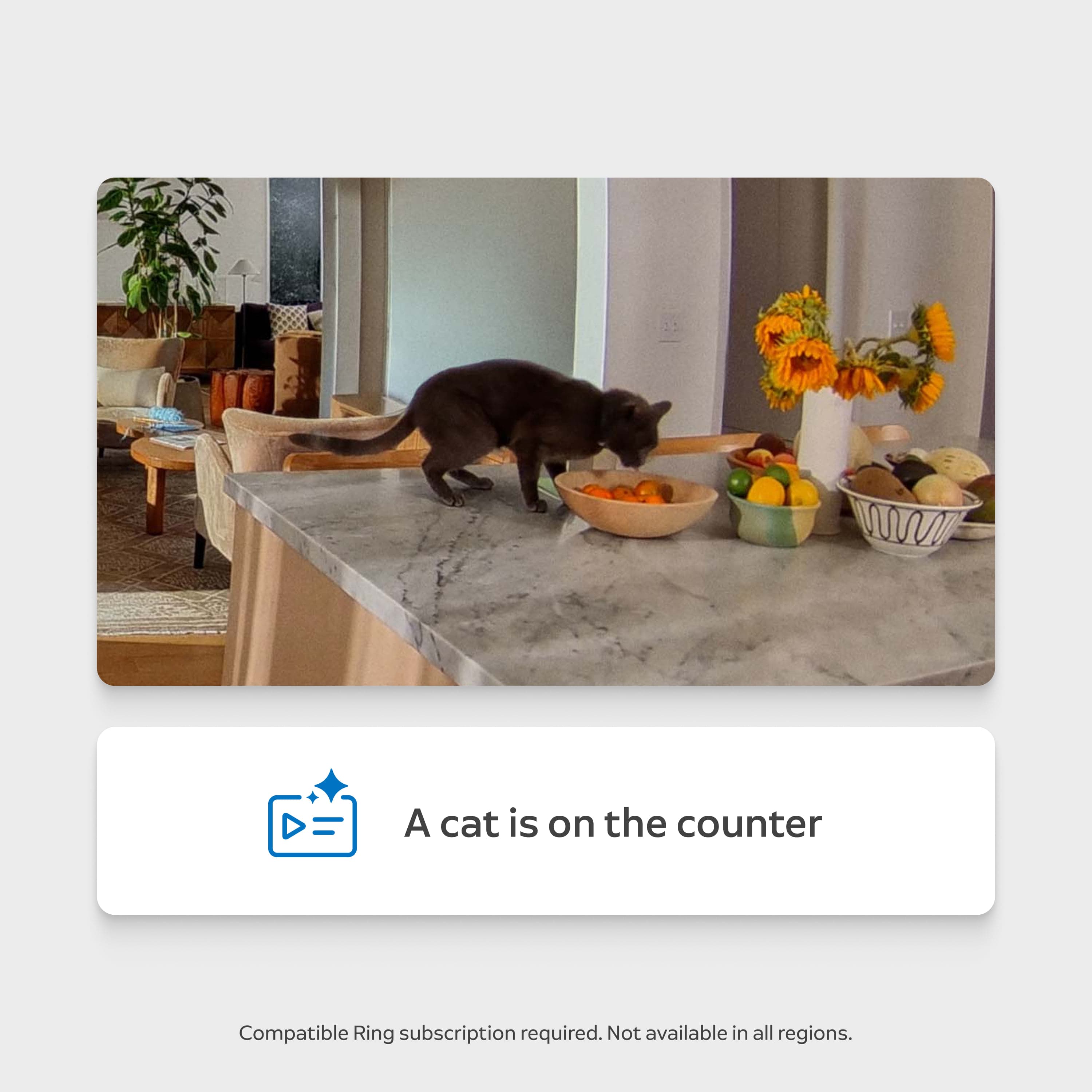 Gray cat on a marble kitchen counter sniffing a bowl of oranges beside sunflowers and assorted fruit bowls; cozy living room beyond.