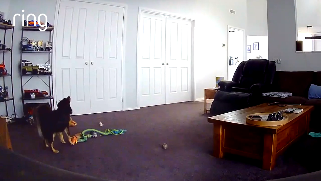 A dog howling and squeaking its toys, bored waiting for owner 