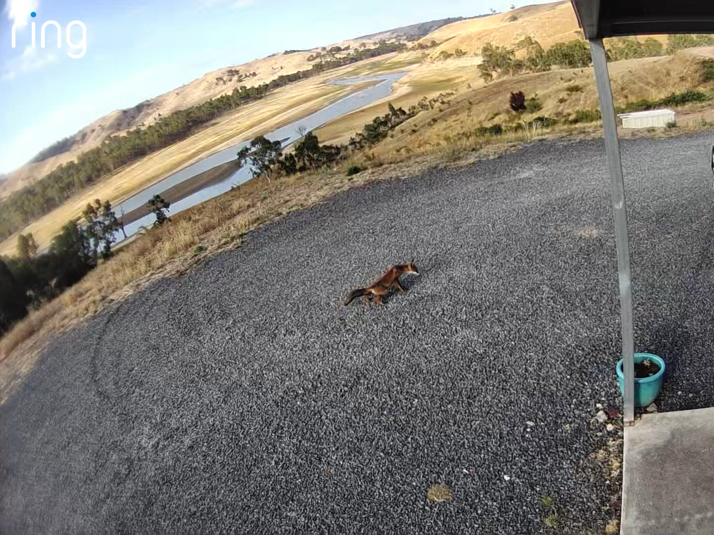 Fox visits rural Victorian property