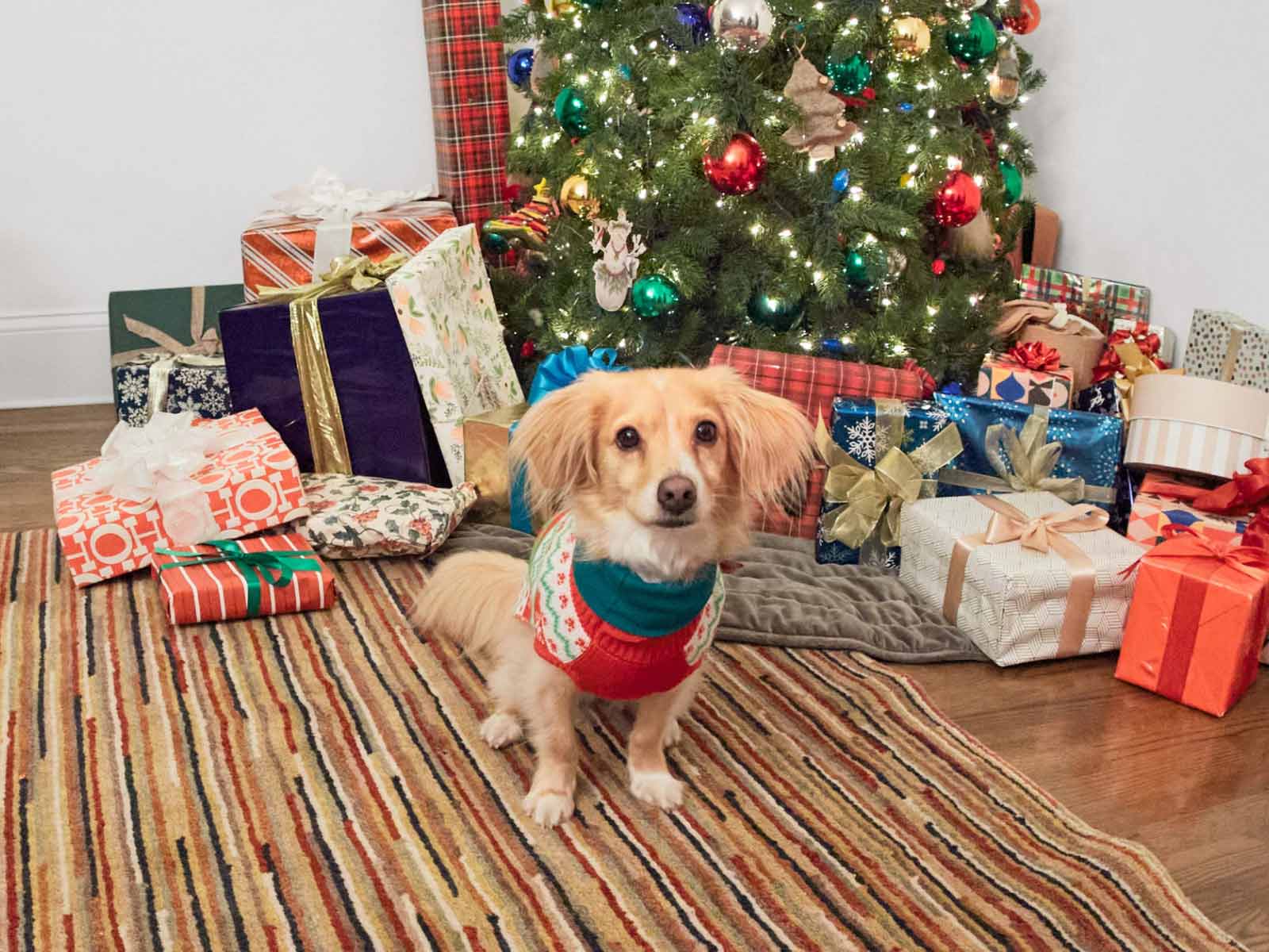 Close-up of dog’s neck with teal collar and silver Ring Pet Tag engraved with ‘Ring Always Home.’