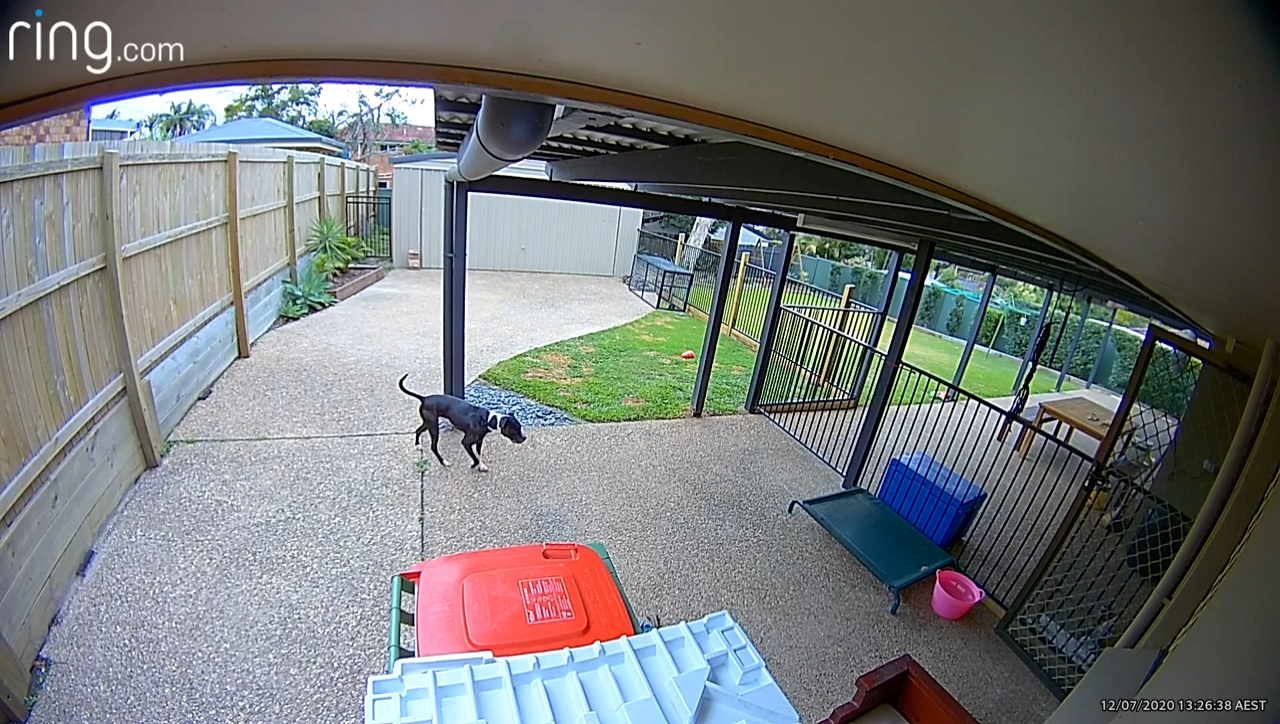 A dog is barking in the backyard and owner speaks to it through two-way talk feature