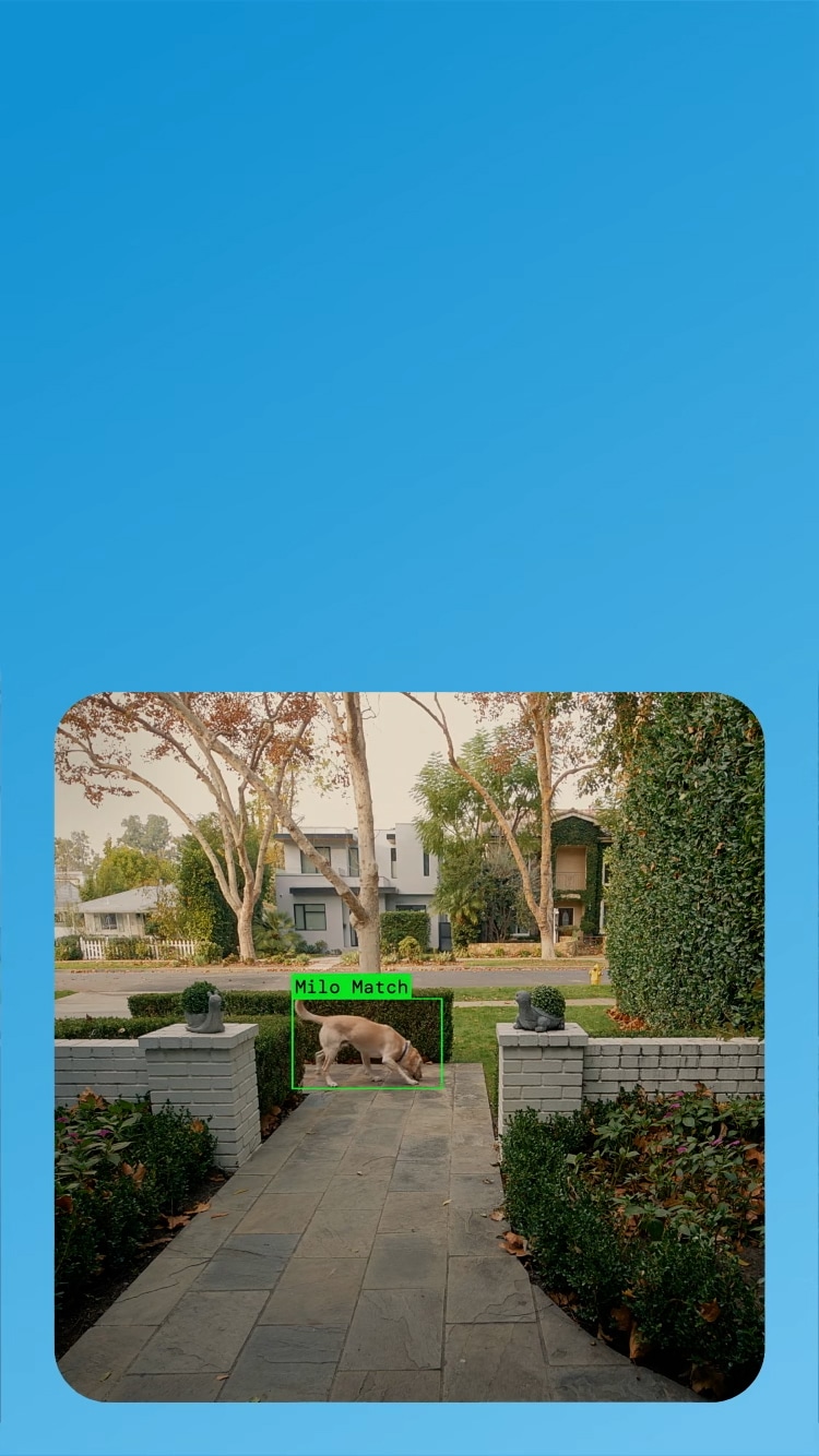 A light-colored dog walking on a stone pathway between landscaped garden walls, with modern homes visible in the background.