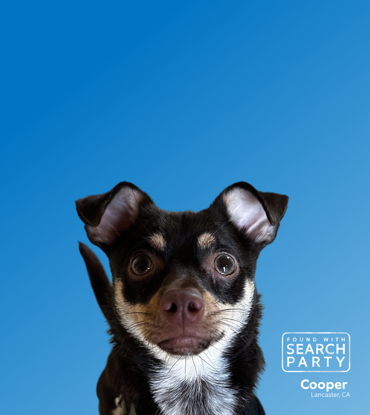 Close-up of a small black and tan dog with upright ears against a blue gradient background, “Found with Search Party” badge and text.