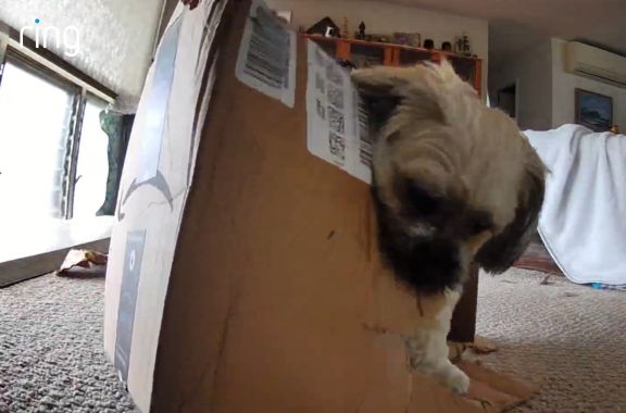 Two-Way Talk is used to speak to a dog that is tearing apart a cardboard box but dog remains oblivious o being caugh