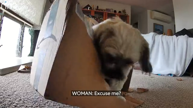 Two-Way Talk is used to speak to a dog that is tearing apart a cardboard box but dog remains oblivious o being caugh