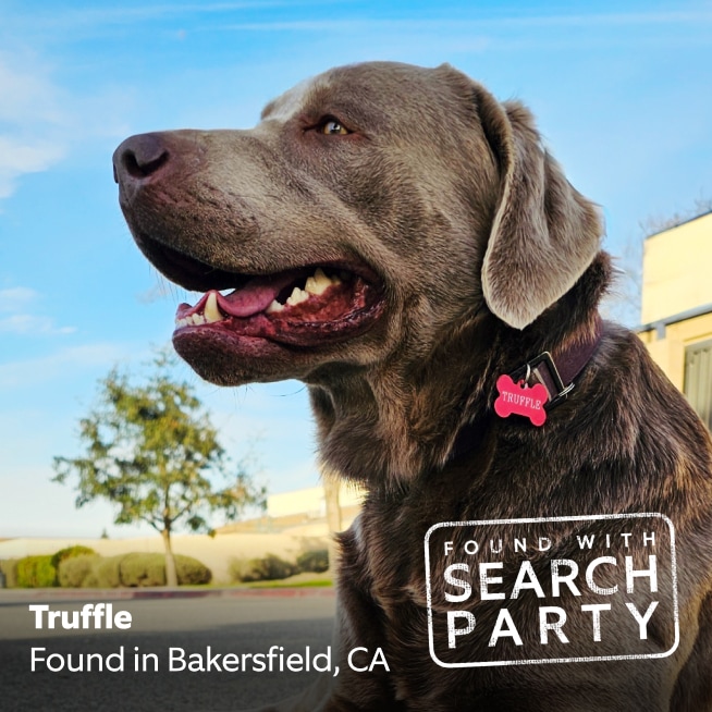 Brown Labrador named Truffle with pink bone-shaped tag, found in Bakersfield, CA, shown outdoors with 
