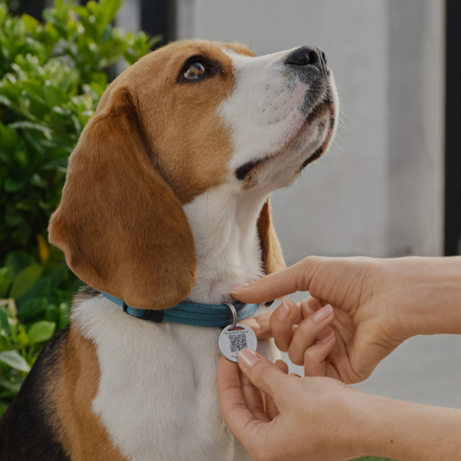 Ring Dog Tag 