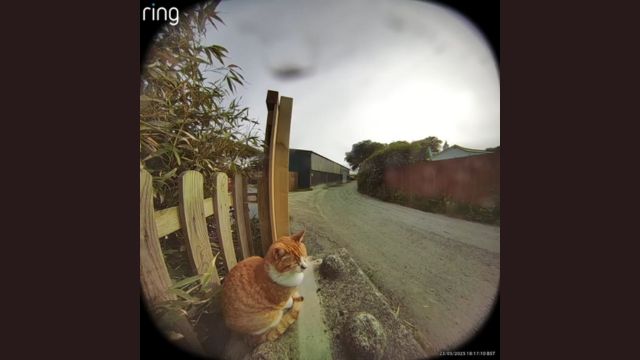 Neighbourhood cat Jack