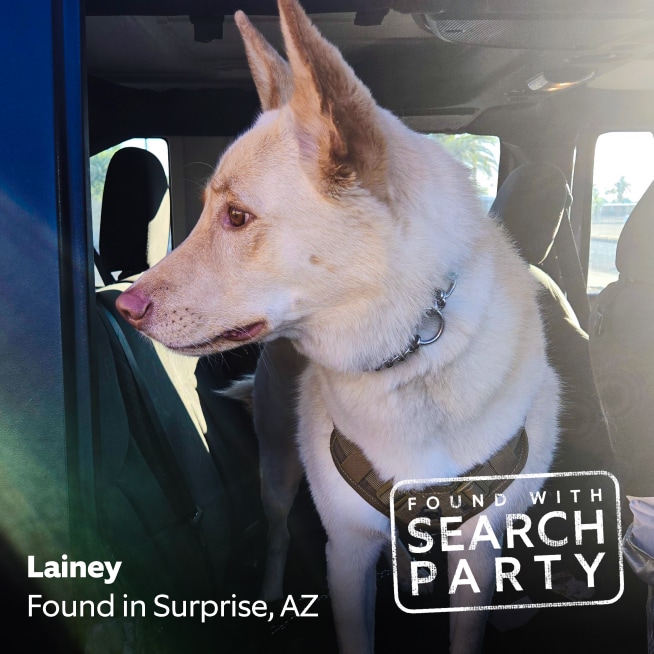 White dog named Lainey sitting in car, found in Surprise, AZ, with Search Party logo in corner.