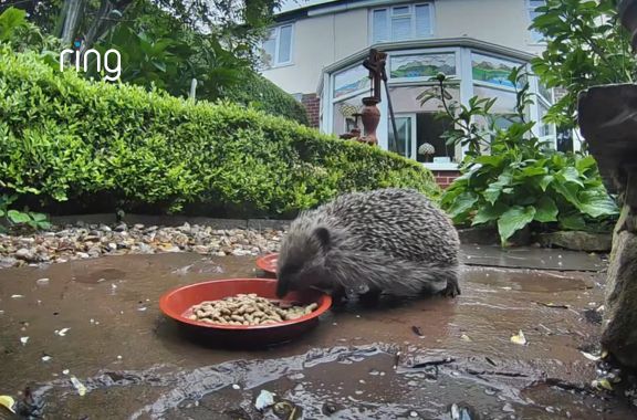echidna caught on camera drinking water