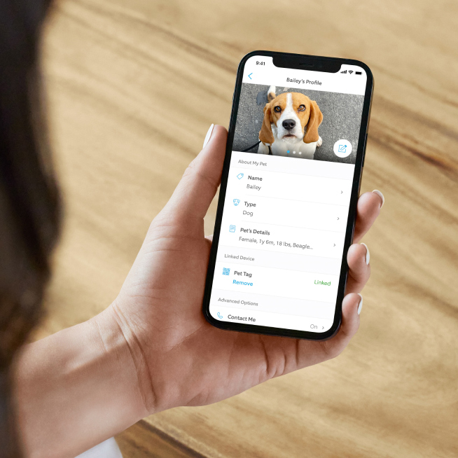 Ring's new Pet Tag can help you find your furry friend faster, and
