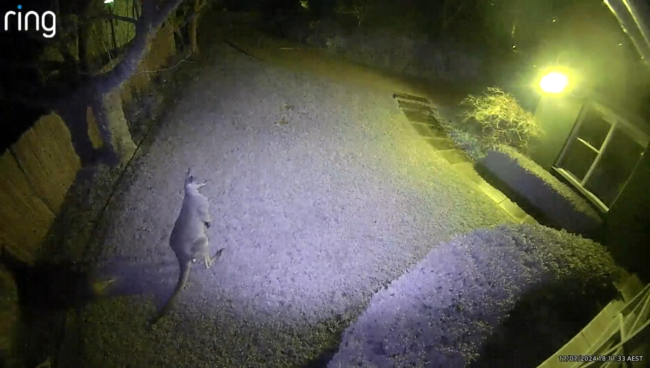 Floodlight Cam Pro light turns on detecting kangaroo hopping through backyard
