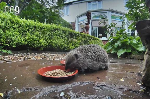 Hedgehog eating in front of the Outdoor Camera Plus