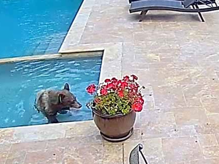 Wet and wild. Brown bear taking a swim in backyard pool.