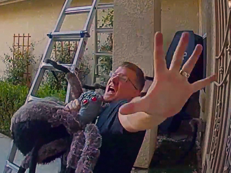 A man pretending to be attacked by a Halloween prop spider.