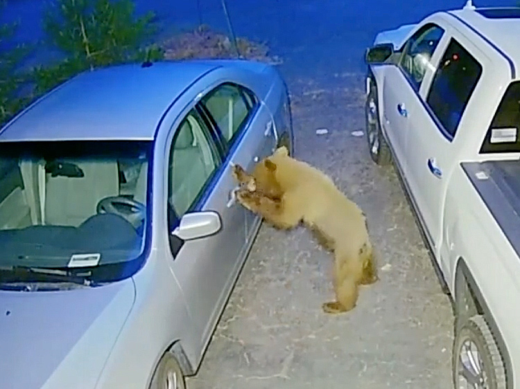 A bear cub standing on its hind legs looks into a grey car.