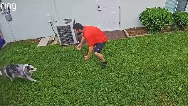 Lucy, a half husky and half collie ran out of the house. She is an escape artist!