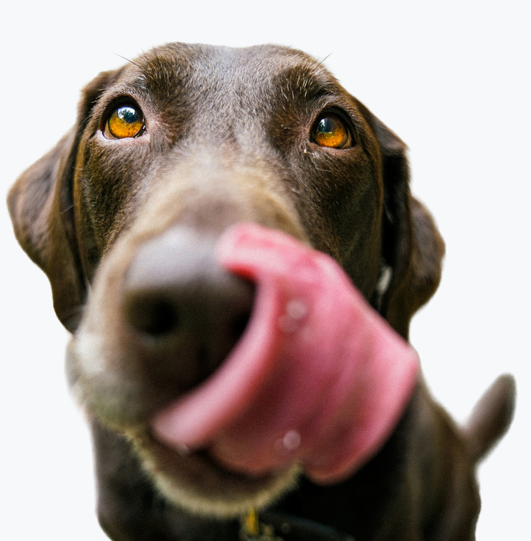 Close-up of a chocolate Labrador with bright amber eyes and pink tongue licking its nose against white background.