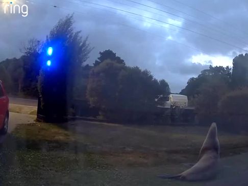 Sea Lion chilling on front yard