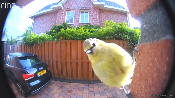 Bird 'knocks' on Battery Doorbell Pro