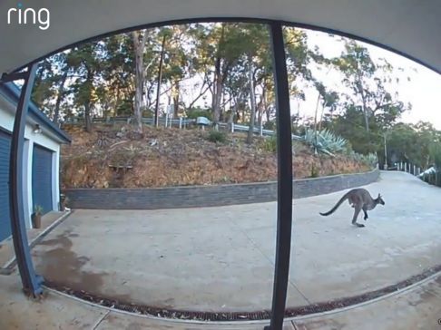  Kangaroo hopping by 