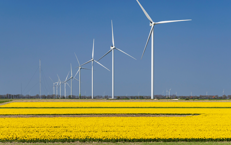 A scenic field of vibrant yellow tulips with numerous wind turbines in the background, generating clean energy