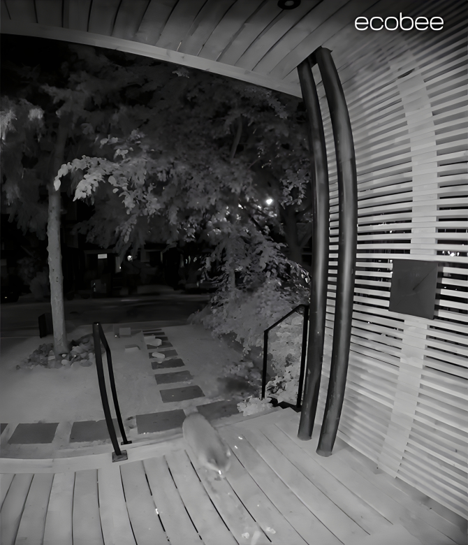 A phone screen shows a raccoon approaching a front door at night.