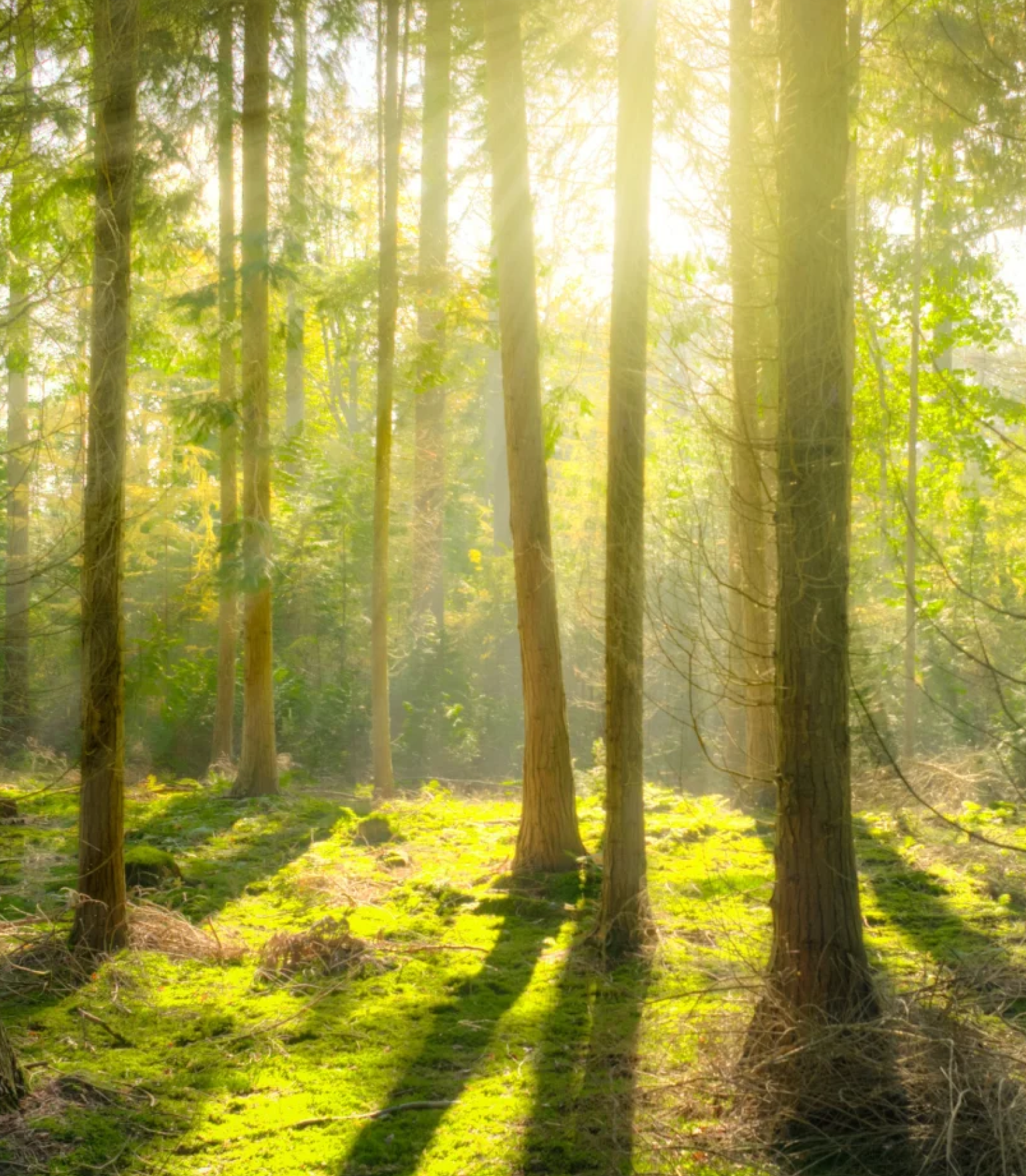 sunlight coming through trees