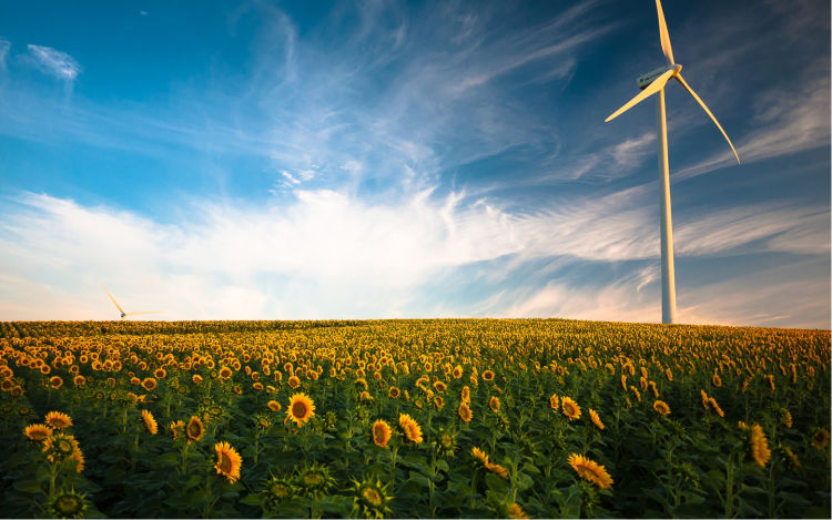 Wind turbines in a sunflower field 