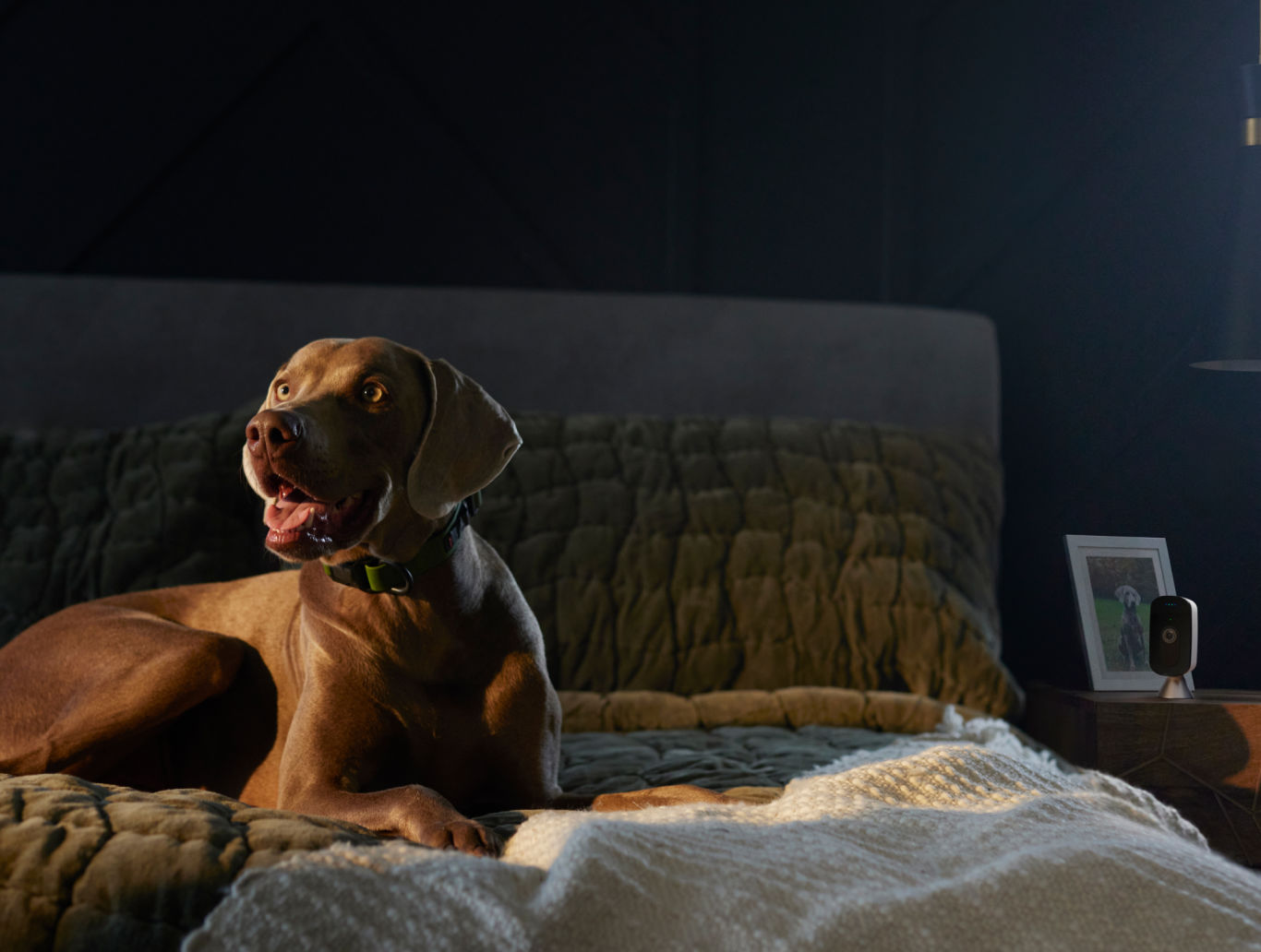 A dog sits upright on a bed in a dimly lit bedroom with ecobee SmartCamera visible on a nightstand in the background