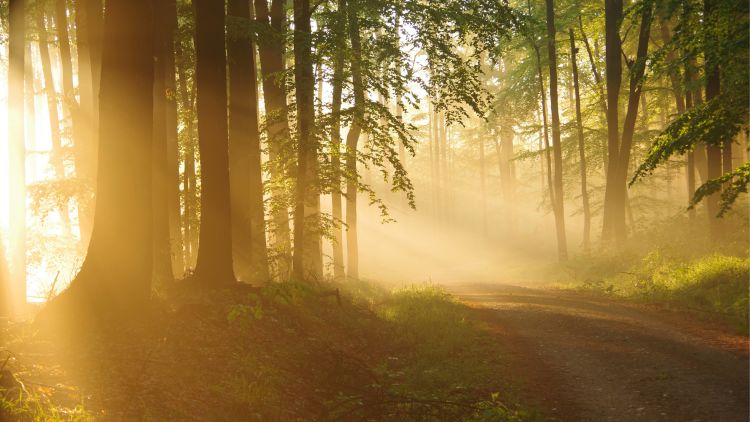 A tranquil forest with sunlight shining through the trees