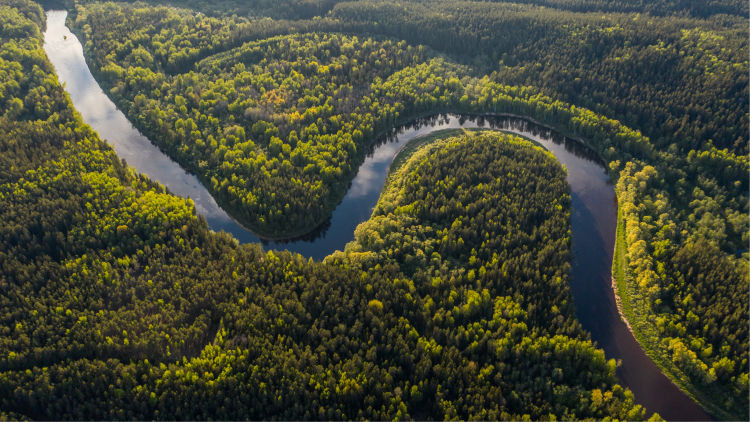 A picture of the Amazon rainforest framed by tall trees with a view all the way to the horizon