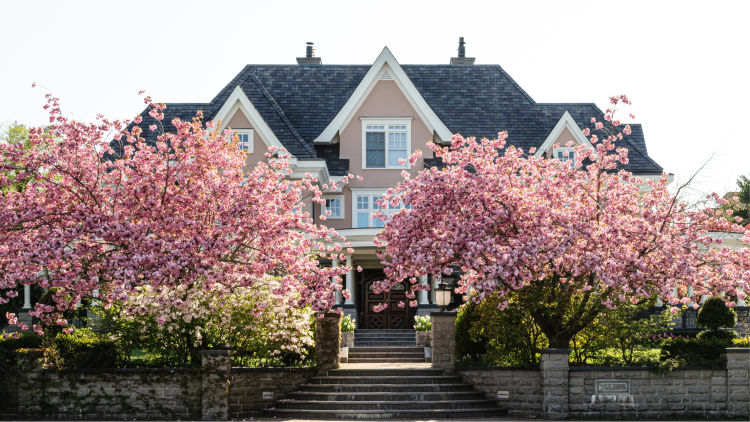 A Home in Spring with Cherry Blossoms 