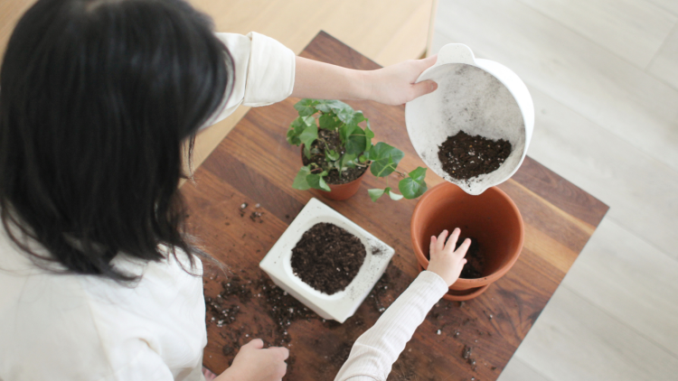 A mom and daughter reusing ecobee packaging to plant a house plant on a table.