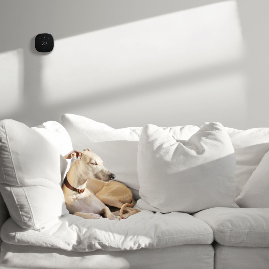 A dog relaxes on a couch with an ecobee thermostat on the wall.