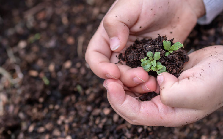 Plants growing in soil in someone's hands.