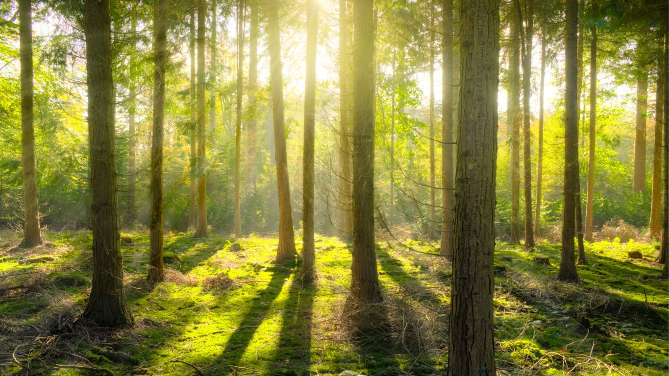 Morning sun shines on understory in verdant forest