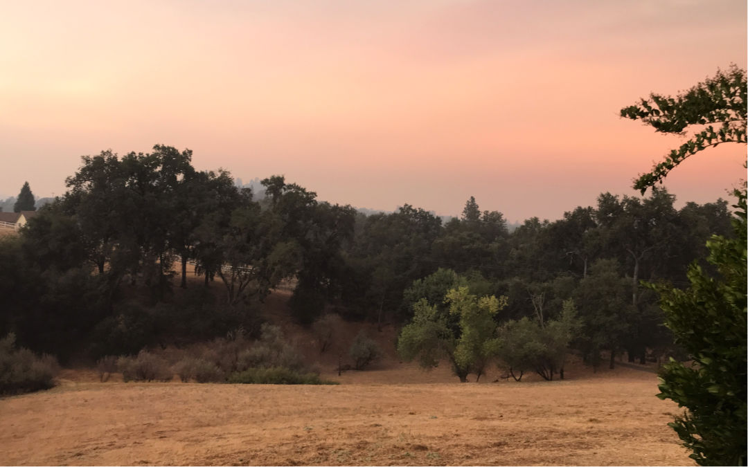 Wildfire smoke in California creates pink and hazy sky above trees and dry grass.