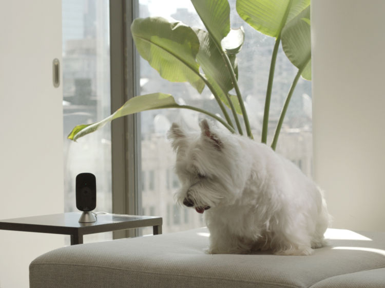 SmartCamera sitting on side table next to dog on ottoman.