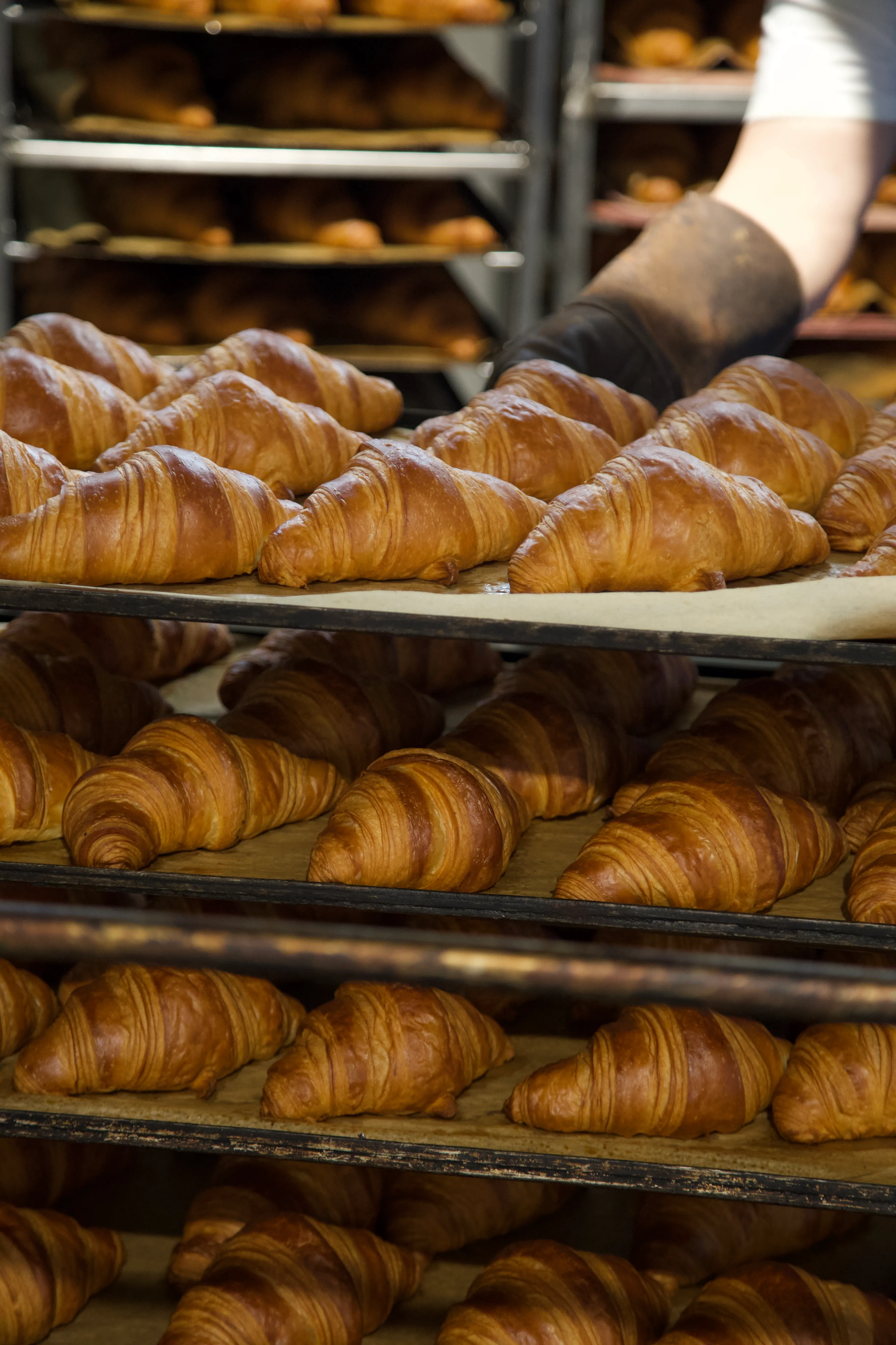  Viena Capellanes – Eros