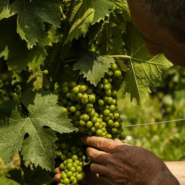 Producción de ginebra