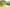 fruit-trees